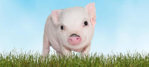 Las Vegas Mini Pigs for Sale - Backyard Barns Las Vegas